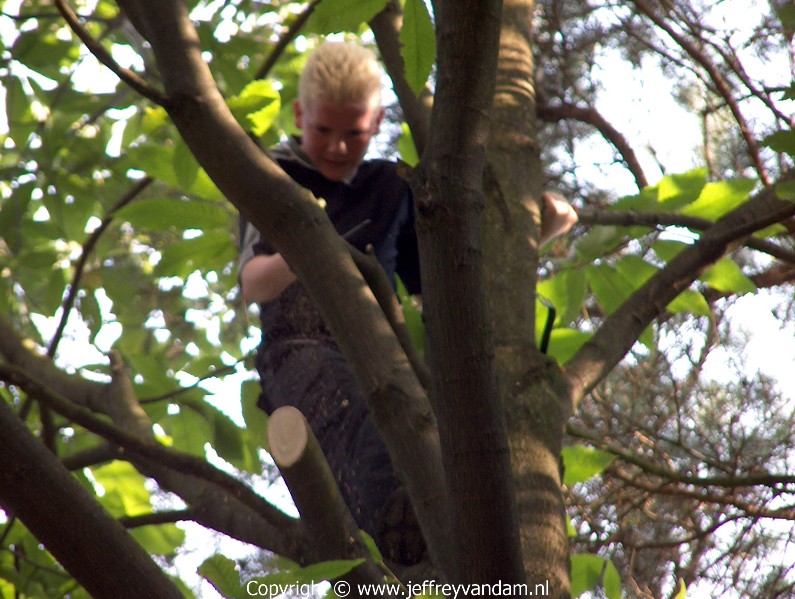 Een close up van de vorige foto dat hij in de boom zit